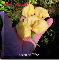 7 Pot White.jpg (2006263 byte)