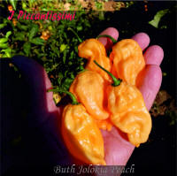 Buth Jolokia Peach.jpg (2005594 byte)
