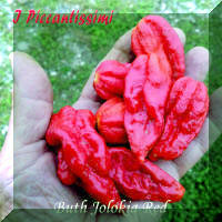 Buth Jolokia Red.jpg (2053135 byte)