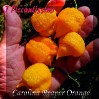 Carolina Reaper Orange.jpg (2021685 byte)