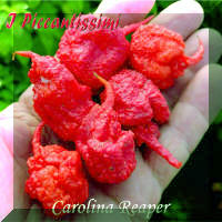 Carolina Reaper.jpg (2034480 byte)