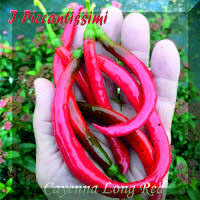 Cayenna Long Red.jpg (2061967 byte)