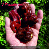 Habanero Chocolate.jpg (2051328 byte)