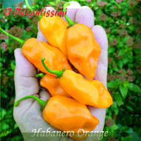 Habanero Orange.jpg (2018399 byte)