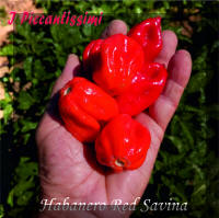 Habanero Red Savina.jpg (2013028 byte)