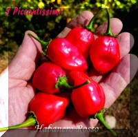 Habanero Rosso.jpg (2028293 byte)