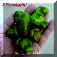 Habanero Verde.jpg (1991529 byte)