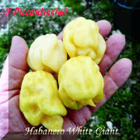 Habanero White Giant.jpg (2009369 byte)