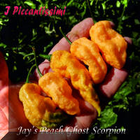 Jay's Peach Ghost Scorpion.jpg (2039018 byte)