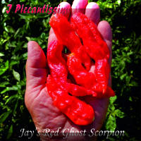 Jay's Red Ghost Scorpion.jpg (2050687 byte)