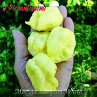 Moruga Scorpion White.jpg (2032066 byte)