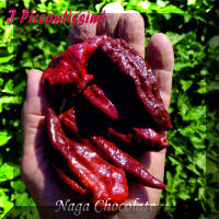 Naga Chocolate.jpg (2077883 byte)
