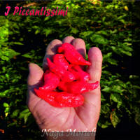 Naga Morich.jpg (2035810 byte)