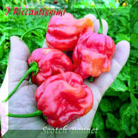 Scotch Bonnet.jpg (2053613 byte)