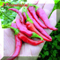Thai Dragon.jpg (2027961 byte)